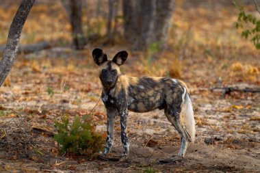 Afrika yaban köpeği, Lycaon pictus, detaylı portre açık ağızlık, Mana havuzları, Zimbabwe, Afrika. Büyük kulaklı tehlikeli benekli hayvan. Afrika safarisinde boyalı köpek avlamak. Doğadan vahşi yaşam sahnesi.