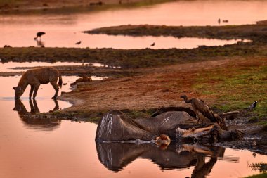Botswana 'daki Chobe nehrinin yanında sırtlan ve akbaba leşi. Afrika 'da vahşi hayvan besleme davranışları. Sırtlanı öldürürken görülmüş. Botswana 'da doğa, ölü fil..
