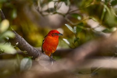 Turuncu kuş alevli Tanager, Piranga bidentata tropikal kuş Savegre, Kosta Rika 'dan. Kırmızı turuncu kuş doğal ortamında. Cetral Amerika 'ya git. Kosta Rika 'da kuş izleme. 