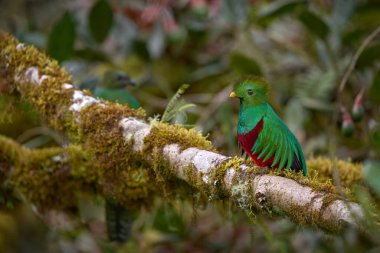 Saygıdeğer Quetzal, Pharomachrus mocinno, yeşil orman geçmişi olan Chiapas, Meksika 'dan. Tropik kuş. Muhteşem kutsal yeşil ve kırmızı kuş. Ayrıntılı Orman Gizli Saygın Quetzal.