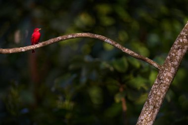 Dala tünemiş parlak kırmızı kuş