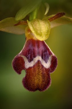 Ophrys omegaifera, Omega Arı-orkidesi, Archanes, Girit, Yunanistan. Çiçekli Avrupa karasal orkidesi, doğal yaşam alanı. Çiçek açma ayrıntıları, Avrupa. Çiçek açan makro yakın plan. Yunanistan doğası.