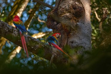 Tropik orman ormanlarında kırmızı papağan yuvalanma davranışı. Büyük kırmızı papağan, yuva deliği. Kırmızı-yeşil Macaw, Ara kloroptera, koyu yeşil habitatta, Brezilya. Vahşi yaşam doğası.                                                    