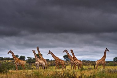 Orta Kalahari yaban hayatı. Bulutlu, gri fırtınalı gökyüzüne sahip büyük bir sürü. Zürafa ve sabah güneşinin doğuşu. Hayvan portresiyle yeşil bitki örtüsü. Vahşi yaşam doğası. Afrika ormanındaki turuncu ışık..