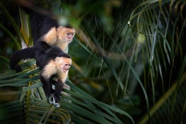 Kosta Rika doğası. Beyaz başlı Capuchin, karanlık tropikal ormandaki ağaç dalında oturan siyah maymun. Sabah Ormanı Işığında Cebus taklitçisi anne, Corcovado NP, Kosta Rika.