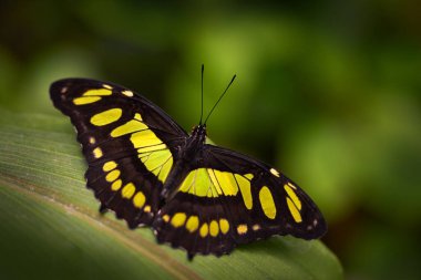 Kosta Rika 'dan doğa habitatındaki güzel kelebek Metamorfa stelenleri. İzinde bekleyen güzel bir böcek. Tropikal ormandaki doğa. Kosta Rika vahşi yaşamı. 