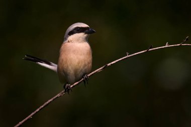 Kırmızı sırtlı örümcekkuşu, Lanius Collurio, Bulgar kuş. Doğa habitatındaki hayvanlar, Avrupa. Şubede oturan Shrike, Arda Nehri, MAdzharovo, Bulgaristan. Ağ ortamındaki kuş.