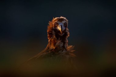 Cinereous Vulture, Aegypius monachus, doğada dua eden büyük kahverengi kuş. Doğu Rodopes dağından bir akbaba, Bulgaristan, Avrupa 'da. Kuş sabah günbatımı. Natu.                               