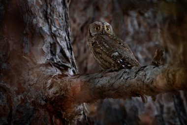 Baykuş Avcıları, Otus avcıları, doğal ortamında küçük baykuş, yeşil ağaç dalında oturuyor, arka planda orman, Doğu Rhodopes, Bulgaristan. Doğadan vahşi yaşam sahnesi.