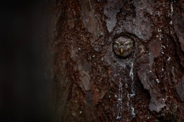 Ağaç yuvasında baykuş. Pigme Baykuş, açık karanlık orman arka planına sahip ağaç ladin dalında oturuyor. Avrasya teneke kuşu yaşam alanında. Akşam günbatımında güzel bir kuş. Vahşi yaşam sahnesi