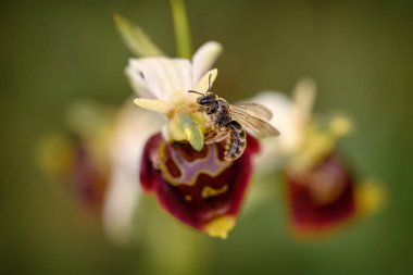 Vahşi orkidedeki arı. Ophrys holoserica ssp. Holubyana, Çek Bile Karpaty 'de çiçek açar. Ophrys cinsinin orkideleri sözüm ona cinsel taklitçilik yaparlar. Çiçekleri görünüşlerini taklit eder.