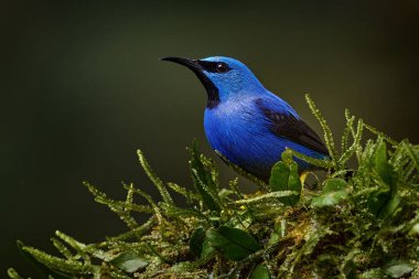 Güzel, egzotik, sarı bacaklı mavi kuş, Orta Amerika. Orman hayvanının detayları. Mavi tropik kuş, yakın plan portre. Parlayan bal sürüngeni, Cyanerpes lucidus, Kosta Rika 'dan vahşi yaşam. 