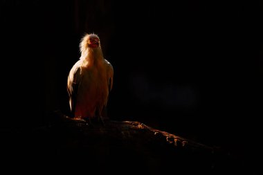 Akbaba gün batımı. Mısırlı akbaba, Neophron percnopterus, Doğa habitatındaki ağaç gövdesinde oturan büyük yırtıcı kuş, Doğu Rodopes, Bulgaristan, Avrupa. Sarı gagalı beyaz akbaba. Vahşi yaşam.