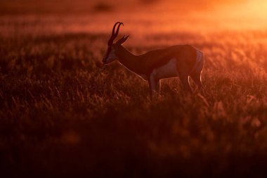 Springbok antilobu çimlerde portakal rengi gün batımı, arka ışık, Botswana 'da Orta Kalahari. Afrika vahşi yaşamı. Antiloplar, Afrika 'nın doğal ortamında otları besler..