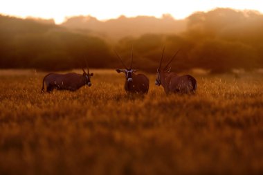 Portakallı Afrika antilobu. Gemsbock doğada büyük bir antilop, Botswana vahşi çölü. Orta Kalahari vahşi yaşamı. Güzel ikonik mücevher antilobu Botswana, Afrika 'dan. 