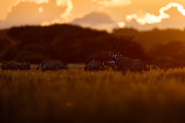 Portakallı Afrika antilobu. Gemsbock doğada büyük bir antilop, Botswana vahşi çölü. Orta Kalahari vahşi yaşamı. Güzel ikonik mücevher antilobu Botswana, Afrika 'dan. 