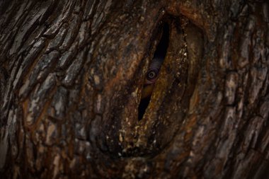 Ağaç yuvası deliğinde boynuz gagalı dişi, kara tuğlalı yuvaya göz dikmiş. Güney Sarı gagalı Hornbill, Tockus lökolar, büyük gagalı kuş, doğa habitatı, Nxai Pan NP, Afrika 'da Botswana.