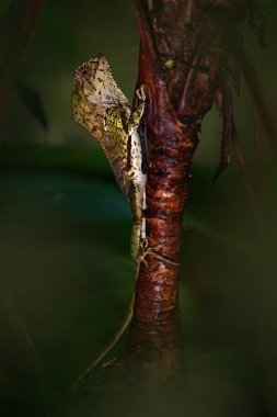 Pürüzsüz miğfer iguana, Corytophanes kristali, ağaç gövdesinde kertenkele, doğal yaşam alanı, Kosta Rika. Kasklı basilisk, karanlık ormandaki sürüngen Kosta Rika, Orta Amerika kertenkelesi.