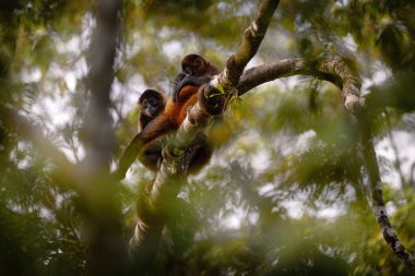 Vahşi doğa. Palmiye ağacında örümcek maymun ailesi. Kosta Rika 'nın yeşil yaban hayatı. Siyah elli Örümcek Maymun, tropikal ormanda anne ve genç. Doğa habitatındaki hayvan, ağaçta.. 