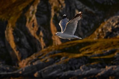 Martı, Larus kanusu, kuş uçuşu, deniz kıyısı, Runde Adası, Norveç. Doğa yaban hayatı. Arkasında kayalık dağ olan martı. Doğada akşam batımı, Avrupa. Norveç kuş gözlemi.