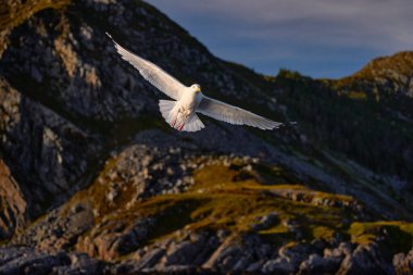 Avrupa ringa martısı, Larus argentatus, sinekli büyük kuş, arkadaki kayalık dağ adası, Runde, Norveç.
