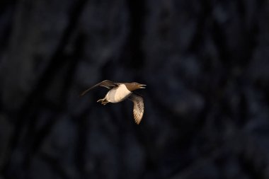 Guillemot, Uria Aalge, Arktik siyah beyaz kuş uçuşu doğa habitatı Runde, Norveç 'te. Norveç 'ten deniz kuşu. Kayalık kayalıklarda tatlı bir kuş. Guillemot, hesabı aç..