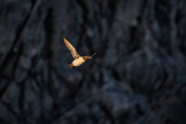Guillemot, Uria Aalge, Arktik siyah beyaz kuş uçuşu doğa habitatı Runde, Norveç 'te. Norveç 'ten deniz kuşu. Kayalık kayalıklarda tatlı bir kuş. Guillemot, hesabı aç..