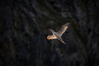 Uçan deniz kuşu, arka planda kaya bulunan kuzey sümsük kuşu, Norveç, Runde Adası. Sümsük kuşu doğal deniz ortamında uçuyor. Sahilden vahşi yaşam sahnesi. Runde 'de akşam batımı.