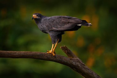 Kosta Rika 'da kuş gözlemciliği. Zone-tail Hawk, Buteo albonotatua, ağaç gövdesinde oturan yırtıcı kuş, arka planda orman habitatı, Dominik, Kosta Rika. Ağaç gövdesinde oturan kuş..