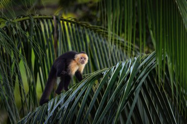 Kosta Rika doğası. Beyaz başlı Capuchin, karanlık tropikal ormandaki ağaç dalında oturan siyah maymun. Sabah Ormanı Işığında Cebus taklitçisi anne, Corcovado NP, Kosta Rika.