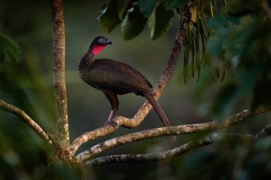 Tepeli Guan Penelope purpurpurascens, tropik doğada, gece yaban hayatı. Dalda oturan kuş, Kosta Rika 'daki Boca Tapada, tropik yaban hayatı. Orman bitkilerindeki kuşu bul. 