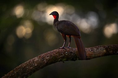 Tepeli Guan Penelope purpurpurascens, tropik doğada, gece yaban hayatı. Dalda oturan kuş, Kosta Rika 'daki Boca Tapada, tropik yaban hayatı. Orman bitkilerindeki kuşu bul. 