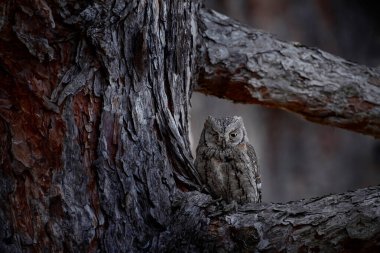 Baykuş ötüyor, çam ormanında saklı, ağaç kabuğu. Bulgaristan 'ın Rhodopes kentindeki yeşil ağaç dalında oturan Baykuş Yarası, Otus Vurucuları. Doğadan vahşi yaşam sahnesi. Kuşun sanat görünümü.
