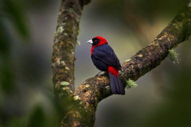 Kırmızı yakalı Tanager, Ramphocelus sanguinolentus, Kosta Rika 'dan gelen egzotik tropikal kırmızı ve siyah ötücü kuş, yeşil orman doğa habitatında. Güzel tropikal kuş. Kosta Rika 'da kuş. 