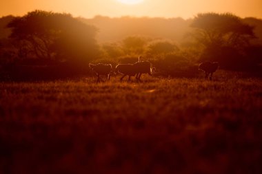 Doğada devekuşu, Afrika 'da vahşi yaşam. Uzun boyunlu ve küçük kafalı bir kuş. Afrika gün batımı. Devekuşu, Struth devekuşu, savanda yeşil otları besleyen büyük kuş, Orta Kalahari, Afrika. 