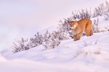Puma manzarası, karlı kış ortamı, Torres del Paine, Şili. Vahşi büyük kedi Cougar, Puma concolor, kar gün batımı ışığı ve tehlikeli hayvan. Vahşi yaşam doğası. 