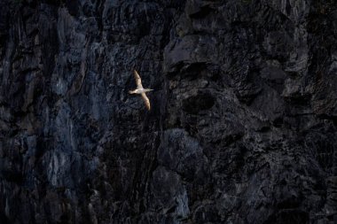 Koyu kayalık zeminde uçan kuş