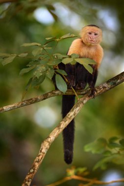maymun ağaç dalında oturuyor
