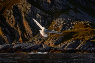 Kuş, kayalık kıyı şeridinde uçuyor.