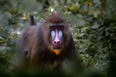 Maymun sık yeşil yaprakların arasında yürüyor.