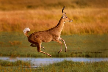 Çimen tarlasında sıçrayan geyik
