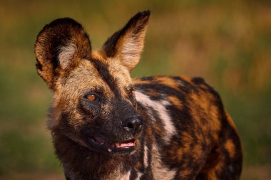 Vahşi köpek yüzünü gösteren yakın plan.