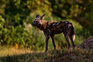 Vahşi köpek çimenlik alanda duruyor.