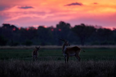Gün batımında otlayan iki antilop.