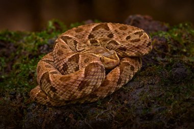 Sarılmış kahverengi yılan yosun üzerinde dinleniyor