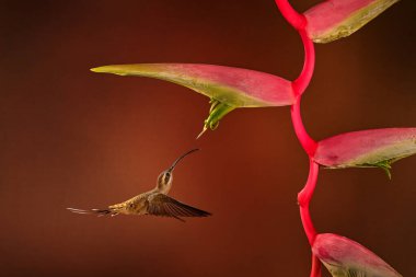 Sinekkuşu renkli çiçeklerin yanında süzülüyor