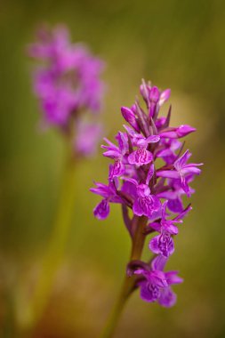 Doğal ortamda açan mor orkideler