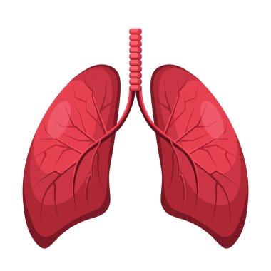 İnsan ciğerleri. Solunum sistemi organı. Anatomi, tıp ve sağlık hizmetleri konsepti. Düz vektör çizimi beyaz arkaplanda izole edildi.