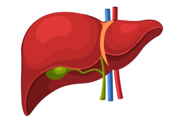 Karaciğer anatomisi. İnsan iç organı: safra kesesi, aort, toplardamar ve hepatik kanal. Tıp ve Sağlık Hizmetleri kavramı. Düz vektör çizimi beyaz arkaplanda izole edildi.