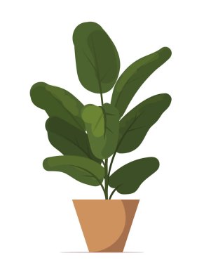 Ficus, beyaz arka planda bir saksıda bitki yetiştiriyor. İçeride, ofiste ve ev bitkisinde. İç dekorasyon elemanı. Vektör çizimi. Yapay zeka oluşturulmadı